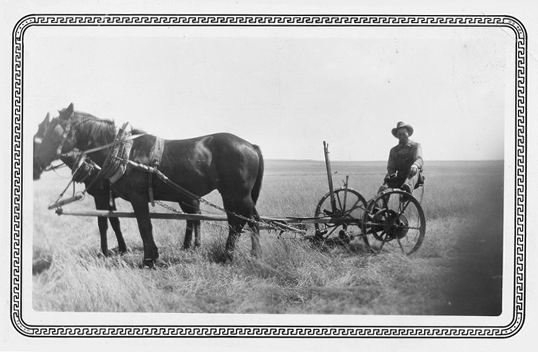 <adron with team of horses mowing blue grama grass on his ramon ranchc>