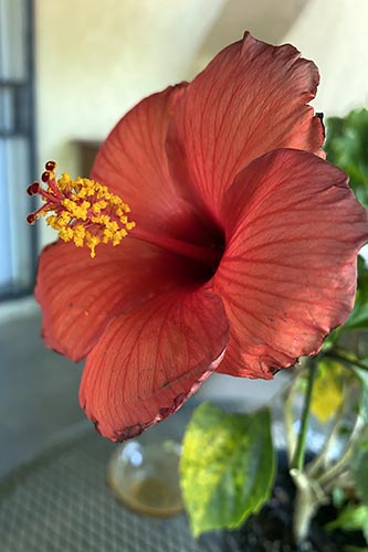 hibiscus