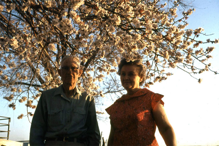 <apricot tree blossoms>