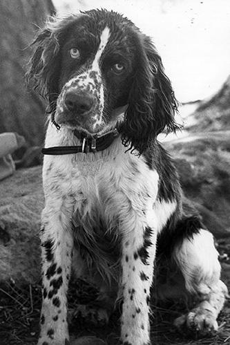 Sam the springer spaniel