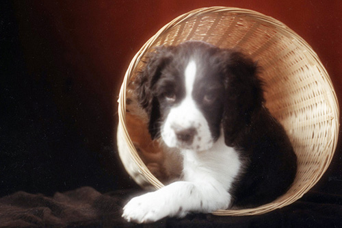 <puppy sam basket>