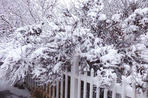 <taylors backyard fence covered with snow>