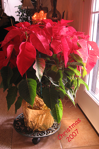 poinsettia