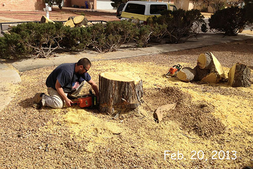 mulberry tree removal