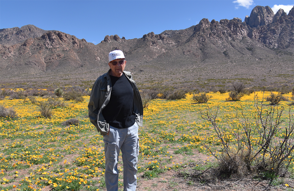 Yellow poppy flowers organ mountains